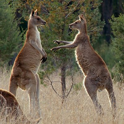 La vida secreta de los canguros