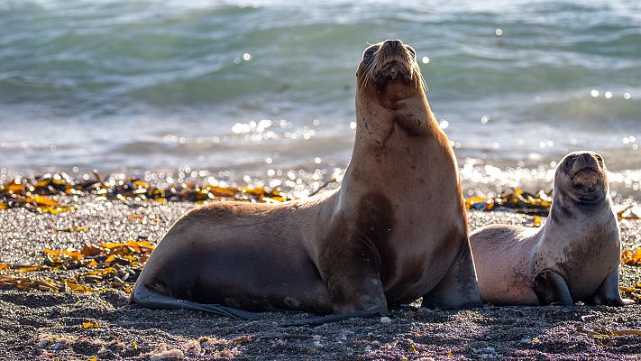 Los recién llegados de la naturaleza