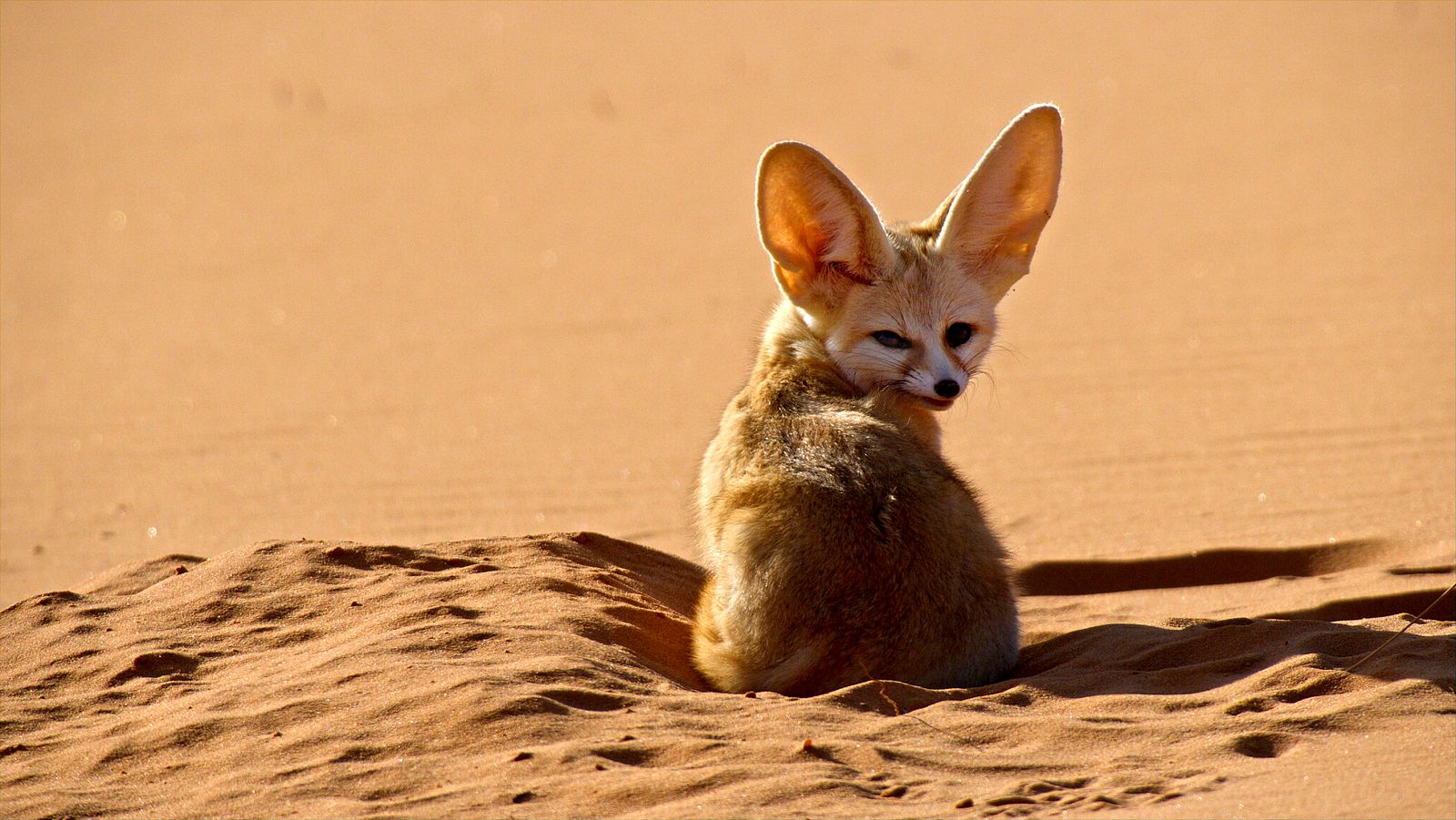 Perros Salvajes - Episodio 3: Protegiendo a la manada - Ver ahora