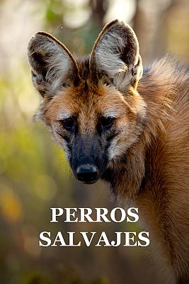 Perros salvajes