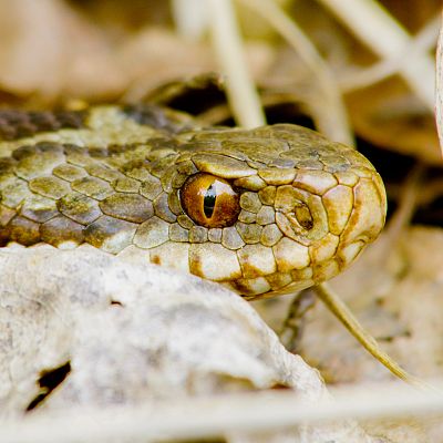 Belleza septentrional