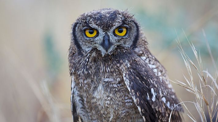 Rapaces. Un puño de dagas