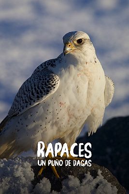 Rapaces. Un puño de dagas