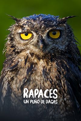 Rapaces. Un puño de dagas