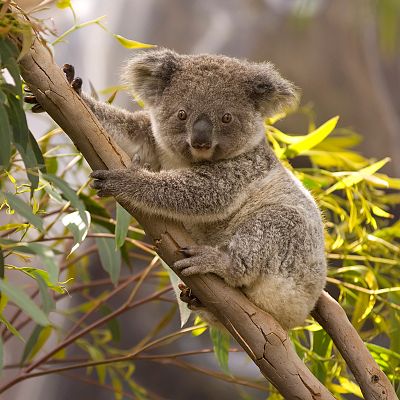 La vida secreta de los koalas
