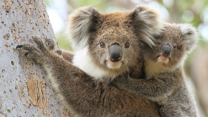 La vida secreta de los koalas