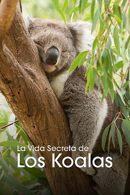 La vida secreta de los koalas