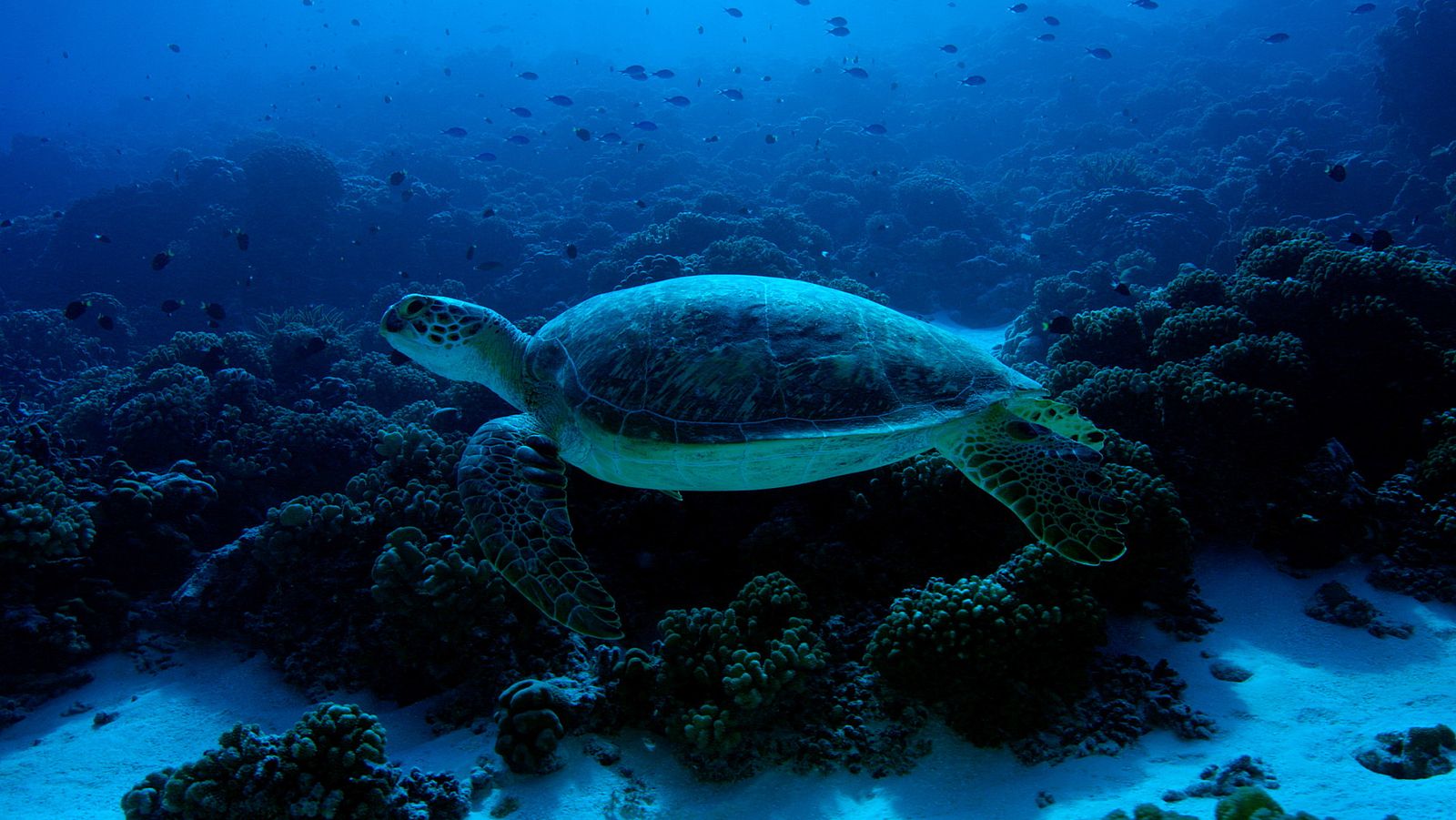 Las salvajes islas Tuamotu - Episodio 3: La comunidad del anillo - ver ahora