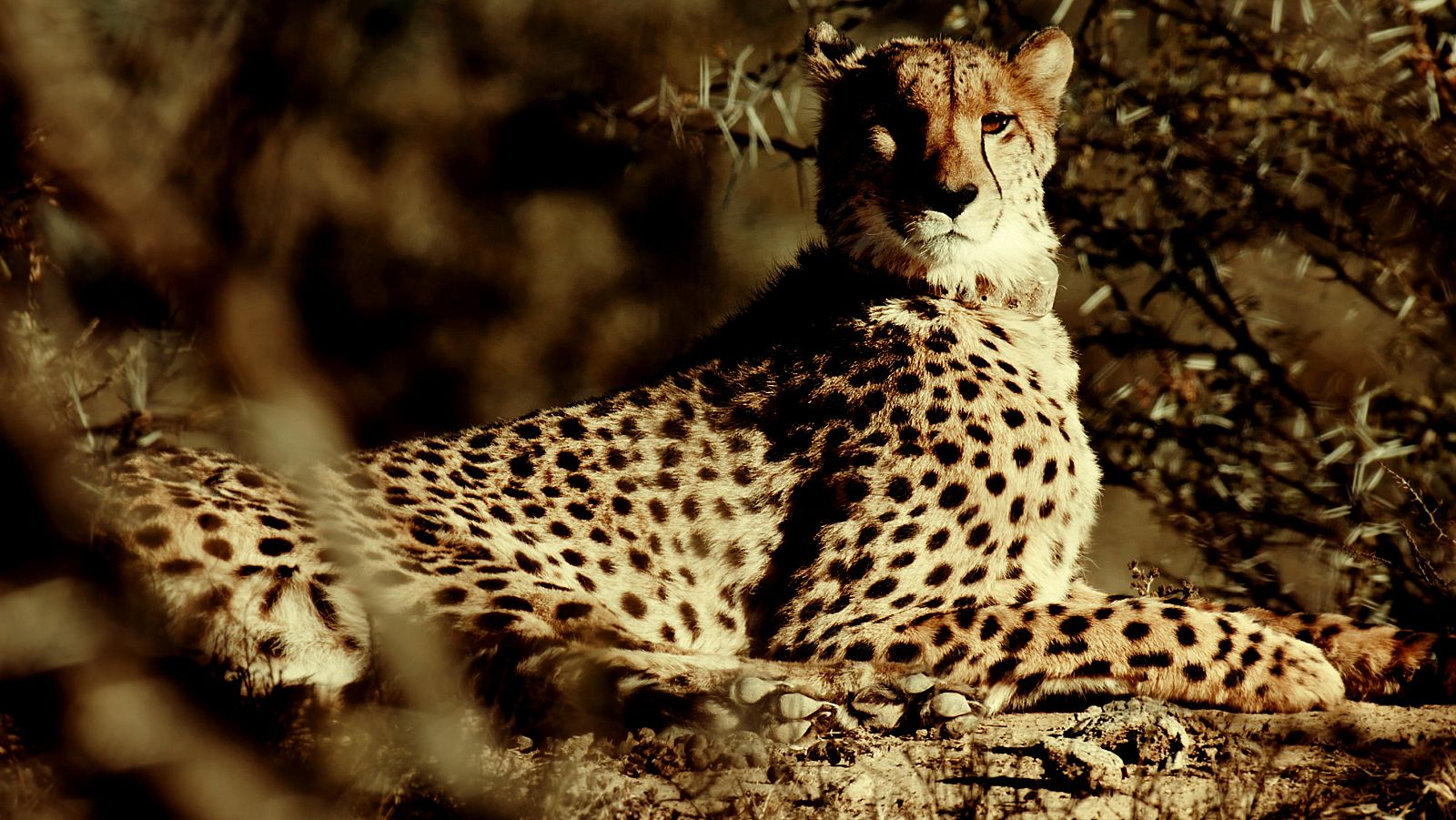 Una manada de guepardos - Episodio 3: Separaciones y reencuentros - ver ahora