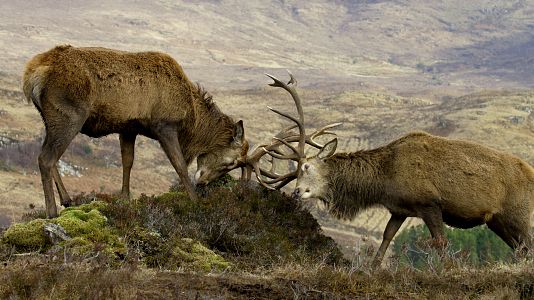 Escocia. Un año salvaje