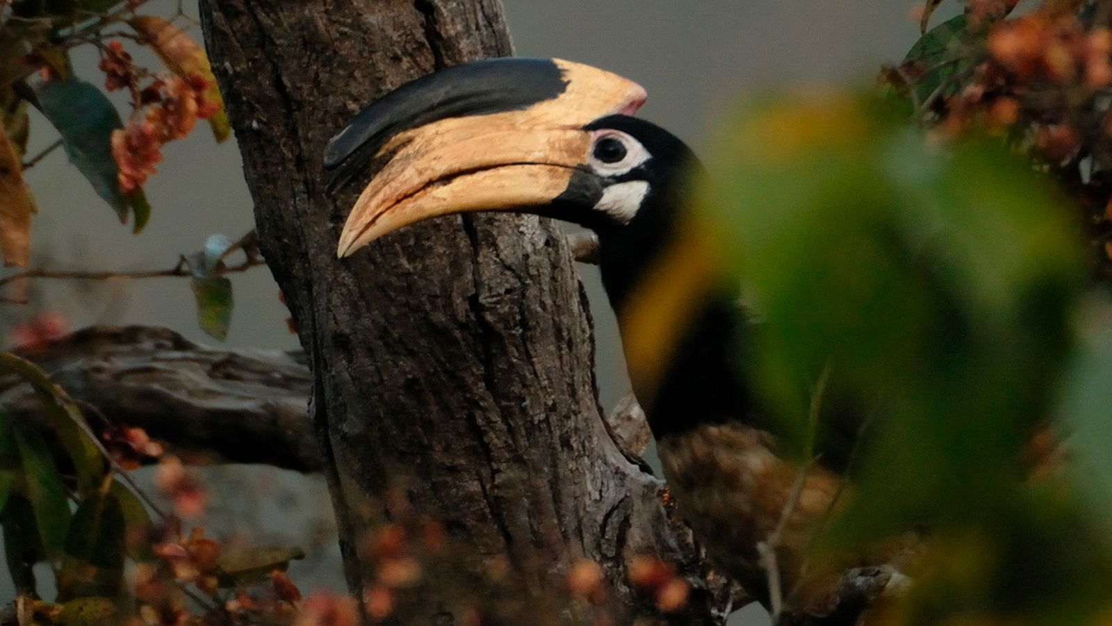 En la naturaleza India - Episodio 5: Nagaina, Reina de reyes - ver ahora