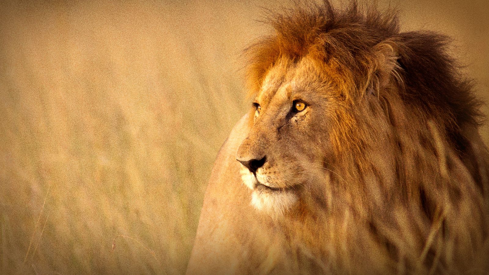 Pambara - Segunda parte - ver ahora