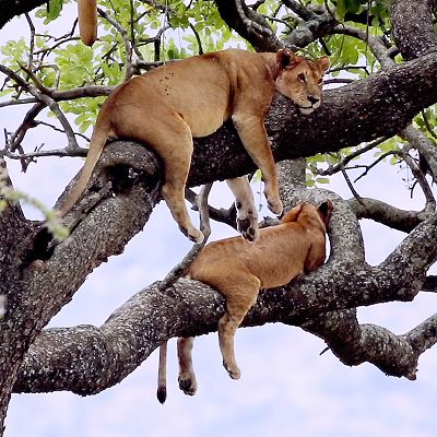 La vida en el reino animal