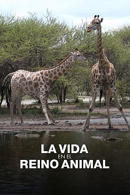 La vida en el reino animal