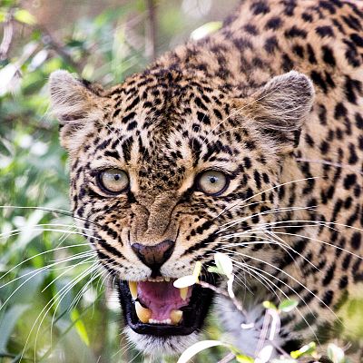 El juego de tronos de los leopardos