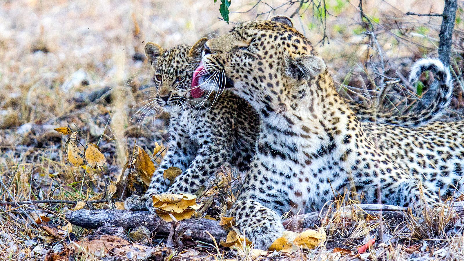 El juego de tronos de los leopardos - Episodio 3: Victoria - El juego de tronos de los leopardos | Ver