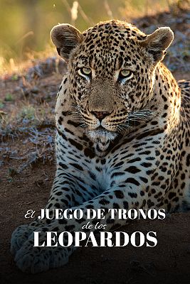 El juego de tronos de los leopardos