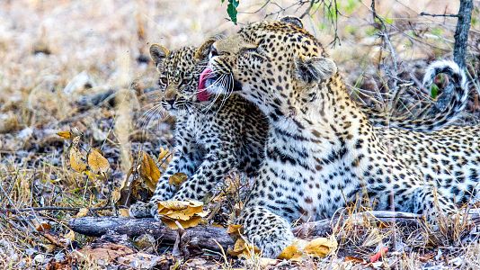 El juego de tronos de los leopardos