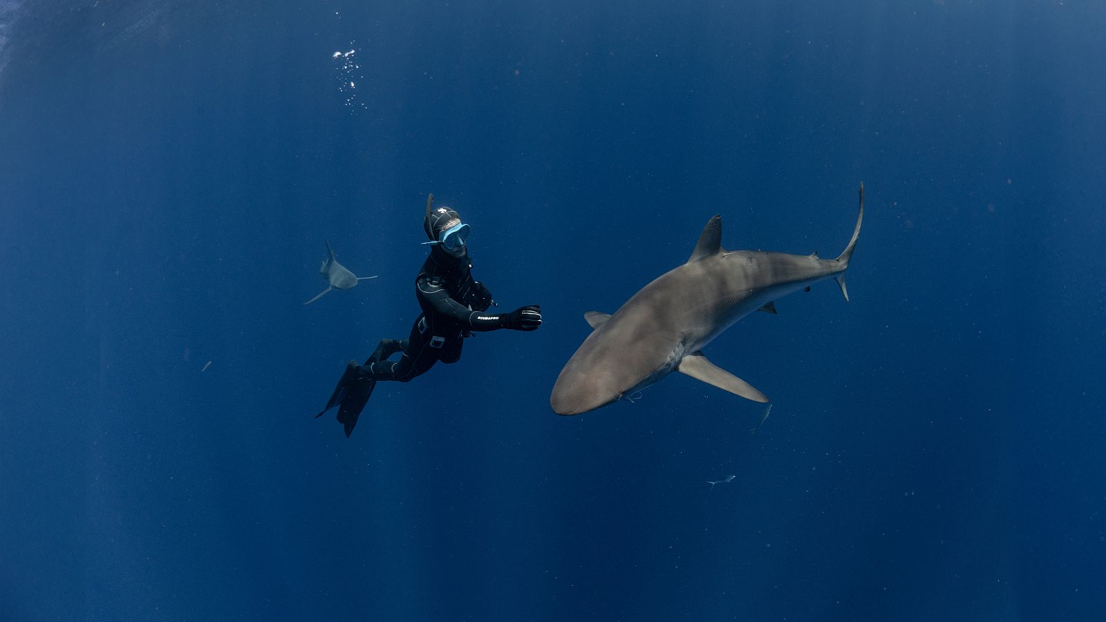 Tibuones de cerca - Episodio 2 - Tiburones de cerca | Ver