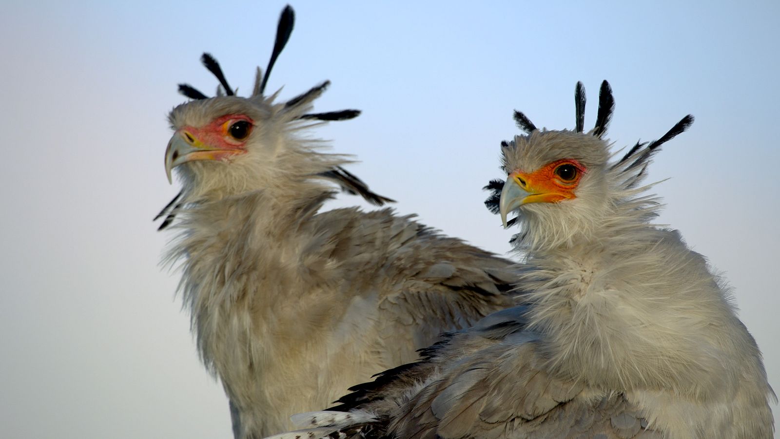 Grandes especies de África - Herbívoros de suelo y ramoneadores - Grandes especies de África | Ver