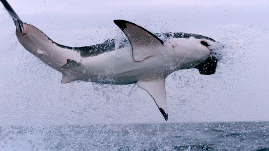 Los supervivientes definitivos de la naturaleza