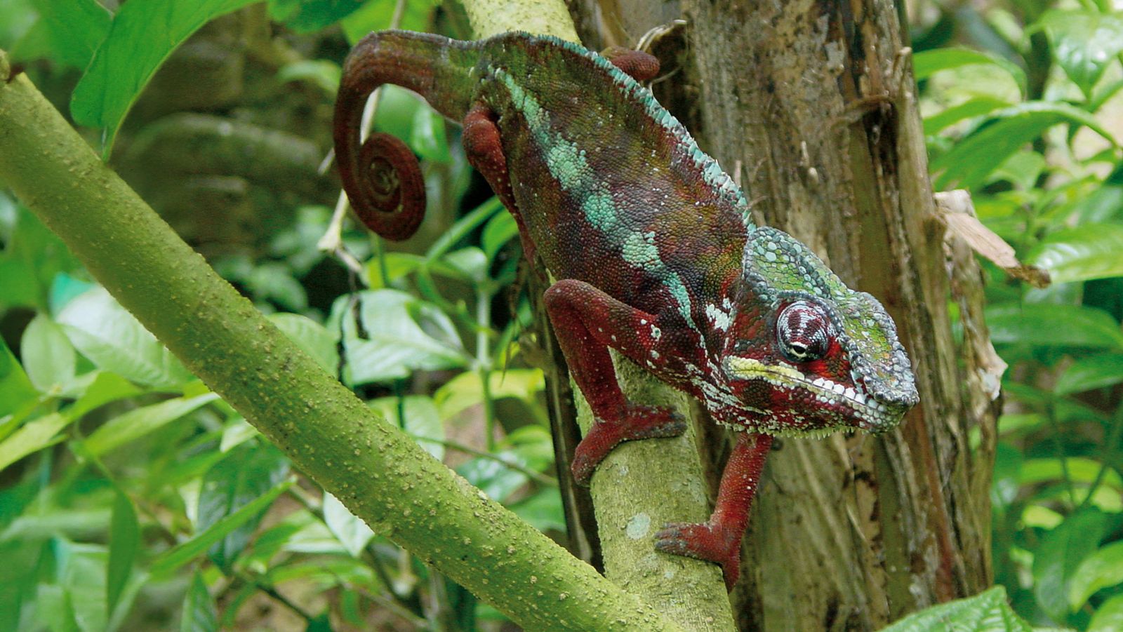 Lugares extraordinarios del mundo - Episodio 6: Los Andes - Lugares extraordinarios del mundo | Ver