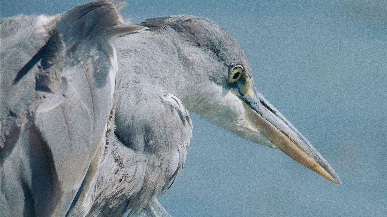 Dehesa - Episodio 2 - Dehesa | Ver