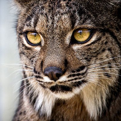 Hijos de Saliega. El retorno del lince ibérico