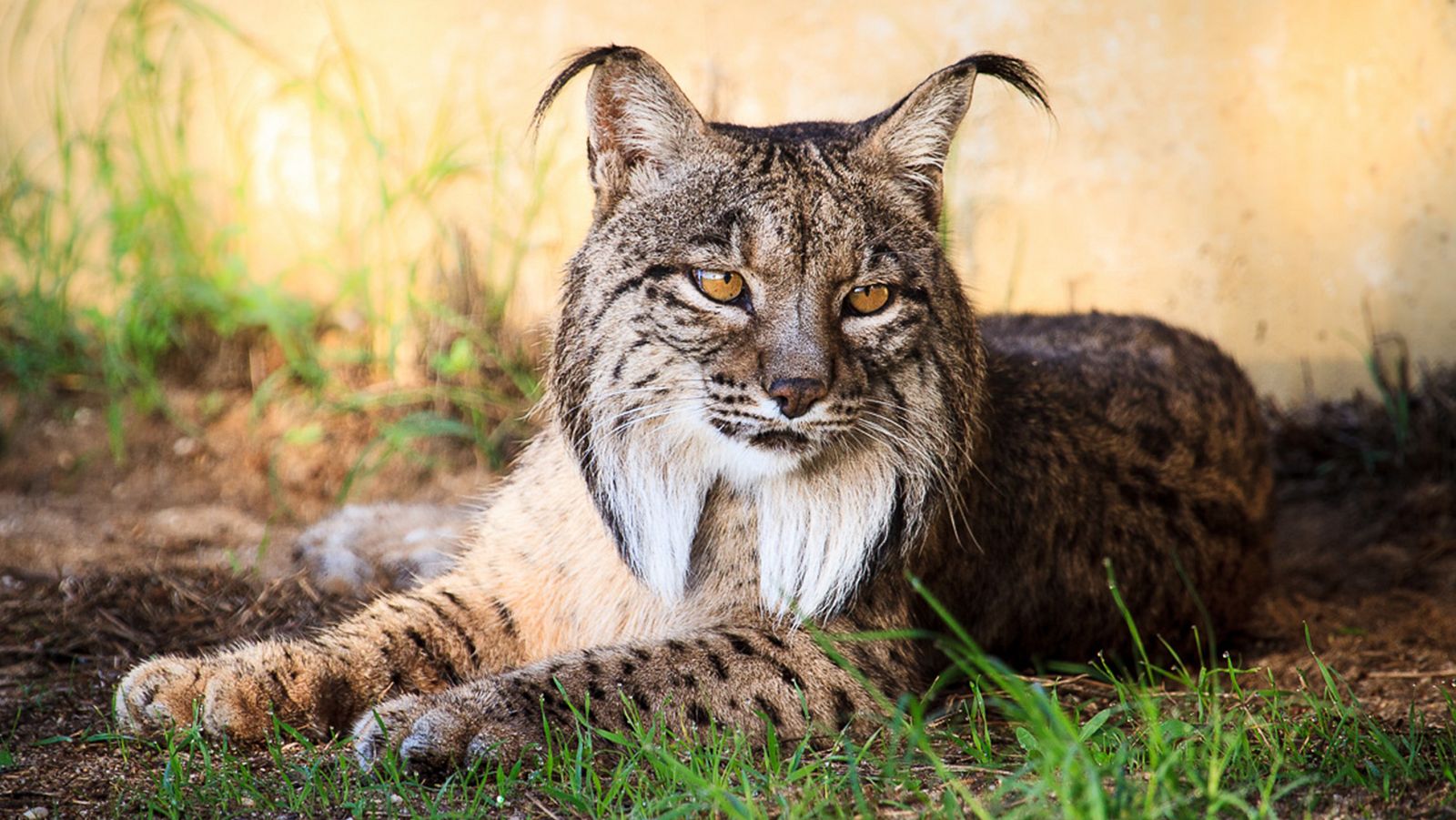 Hijos de Saliega - El retorno del lince - Episodio 2 - Hijos de Saliega. El retorno del lince ibérico | Ver