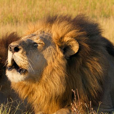Felinos noche y día
