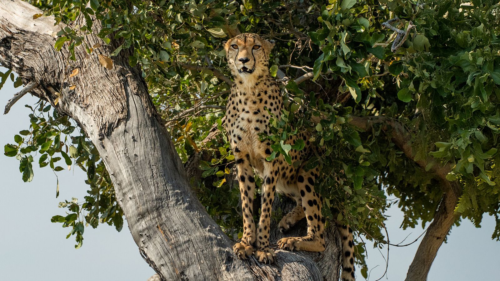 Felinos noche y día - Episodio 3 - Felinos noche y día | Ver