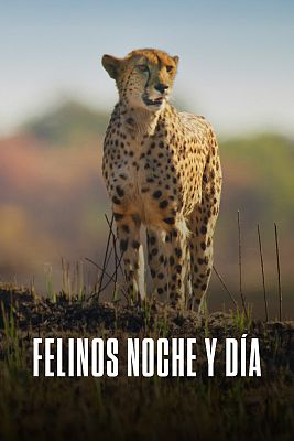 Felinos noche y día