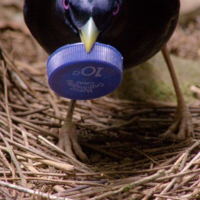 Profesiones salvajes