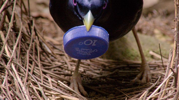 Profesiones salvajes