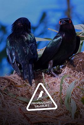 Profesiones salvajes