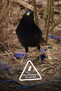 Profesiones salvajes