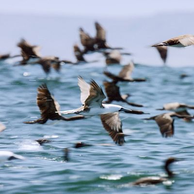 El mundo de los océanos