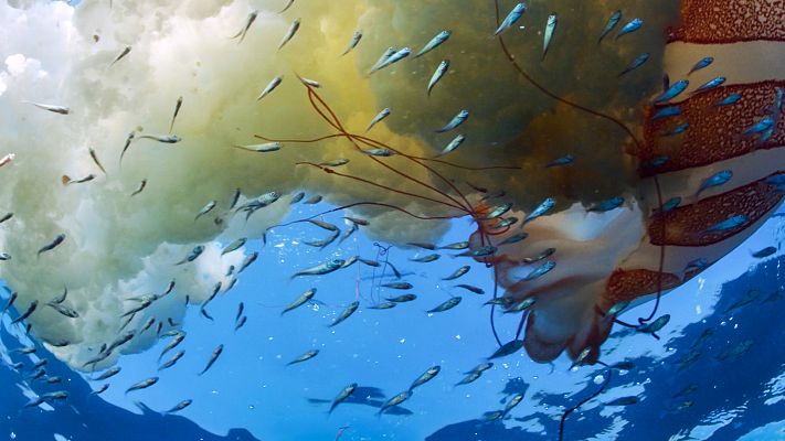 El mundo de los océanos