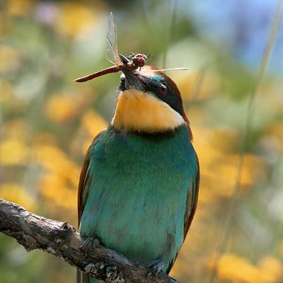 Belleza y seducción en la naturaleza