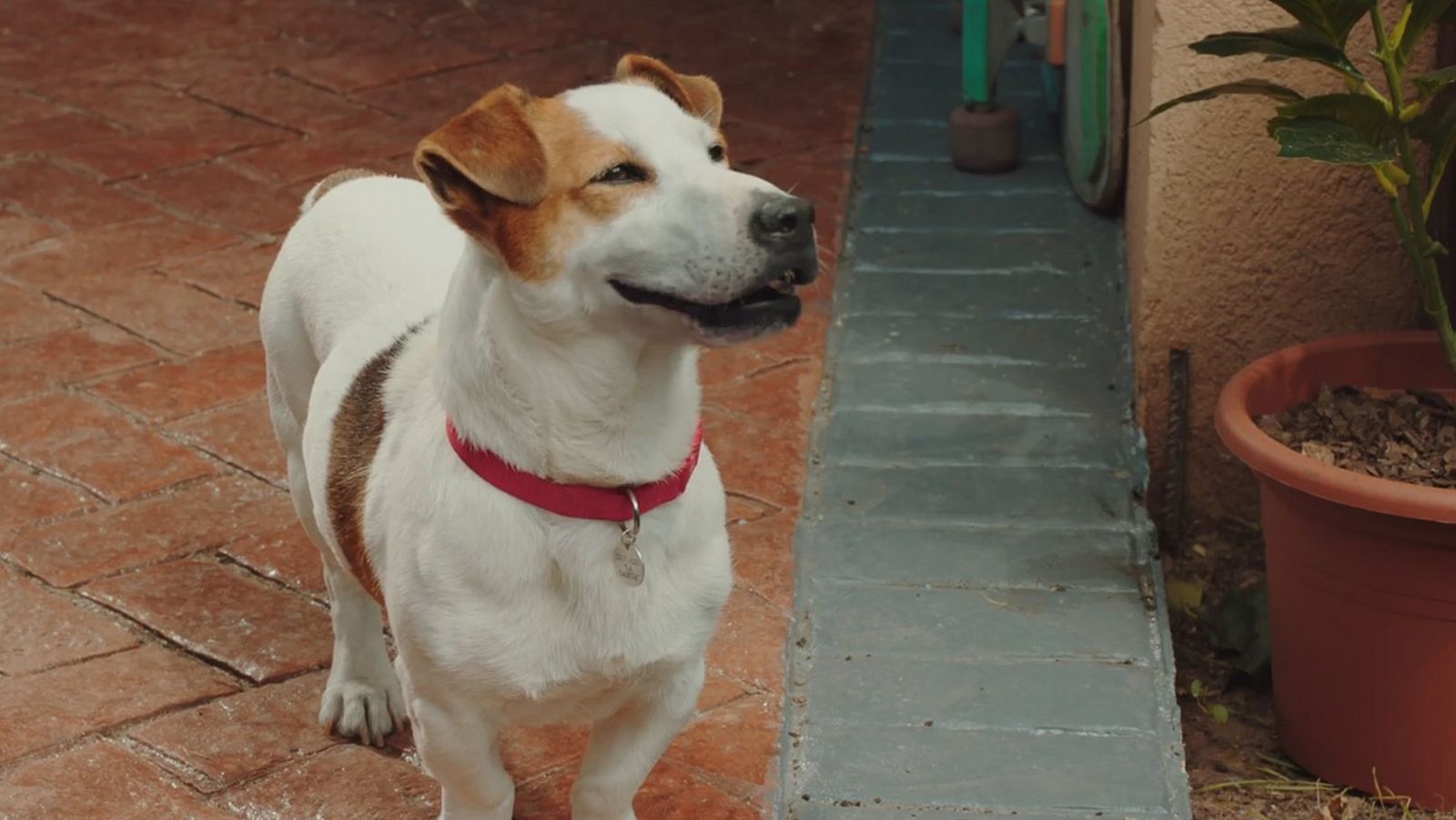 Sabuesos - Episodio 10 - Ver ahora