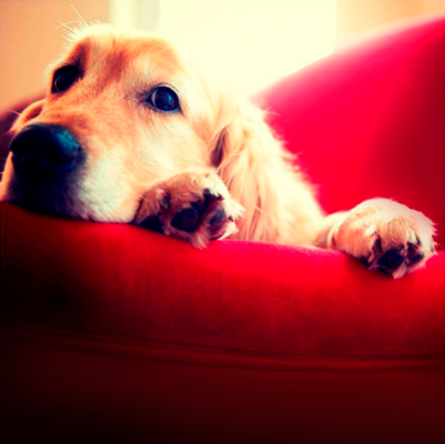 La meva mascota i jo