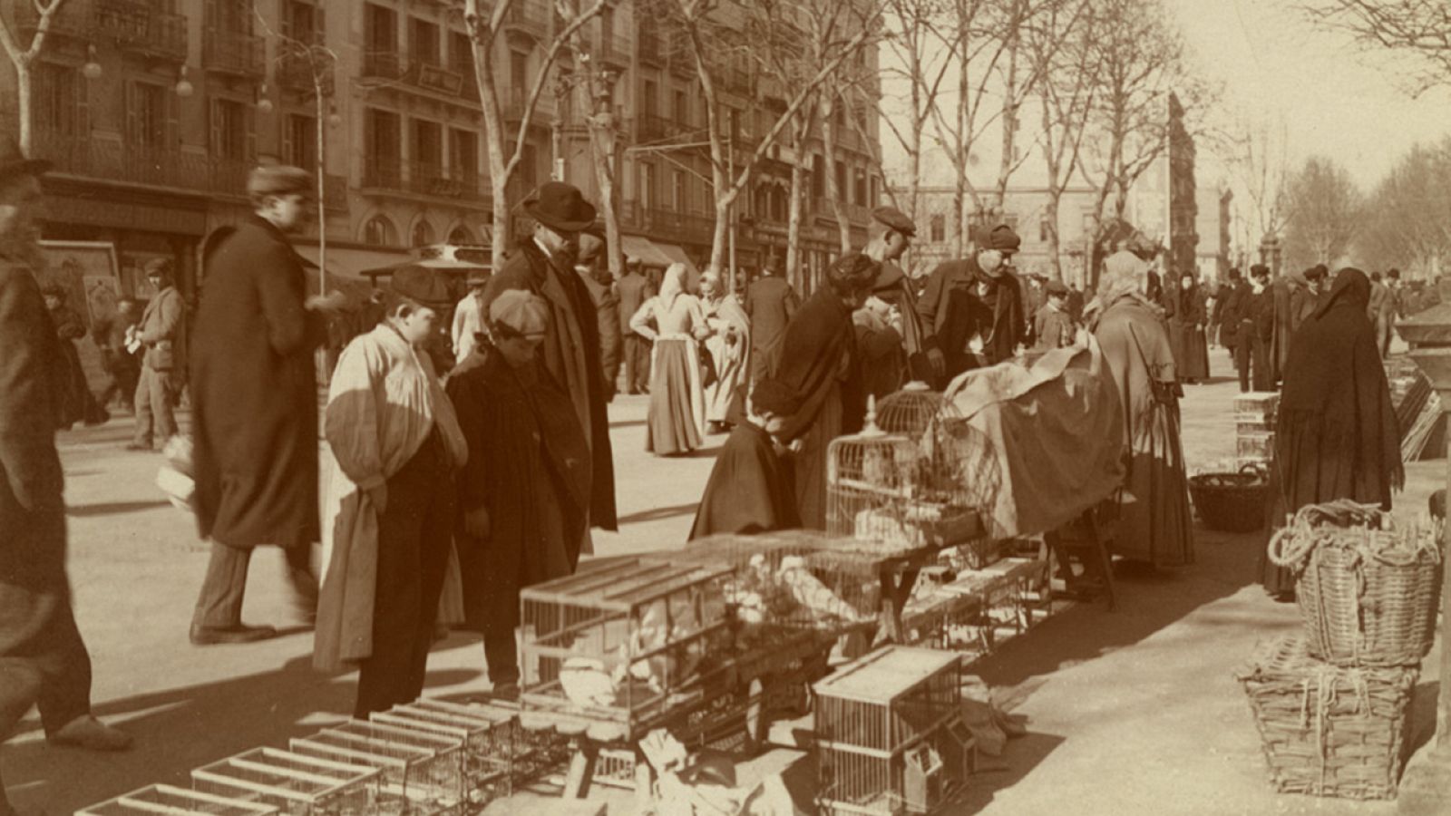 Vídeo sobre Carràrius on es descobreix Olesa, Banyoles, Vilafranca del Penedès, Tarragona i Sant Joan Despí