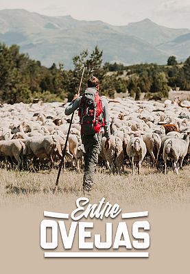 Entre ovejas