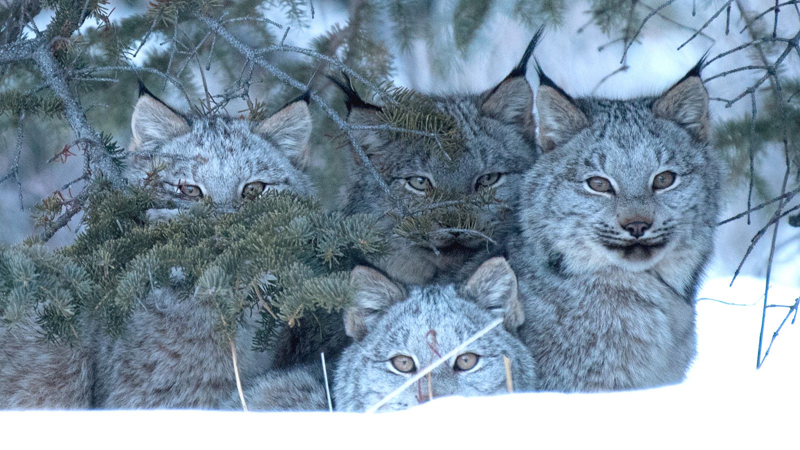 El año de la naturaleza canadiense - Episodio 4: Invierno - ver ahora