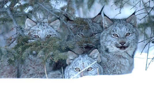 El año de la naturaleza canadiense