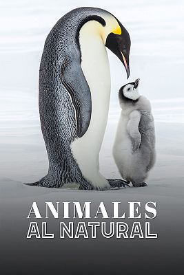 Animales al natural