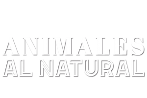 Animales al natural