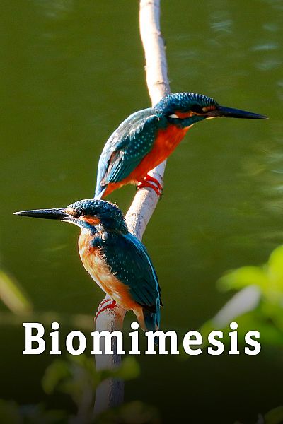 Biomimesis