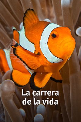 La carrera de la vida