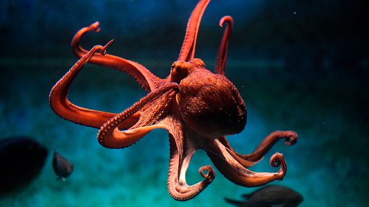 La carrera de la vida